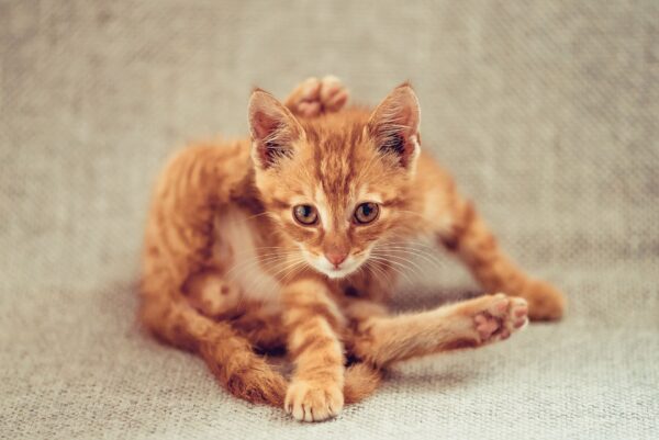 wesele w remizie ewa i rafal 0004 wesele w remizie ewa i rafal 0004